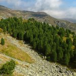 L'estremita est del bosco